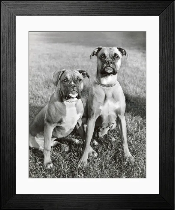 Framed Print : Two Boxer dogs sitting on grass Date: 1950s Framed Print : Two Boxer dogs sitting on grass Date: 1950s