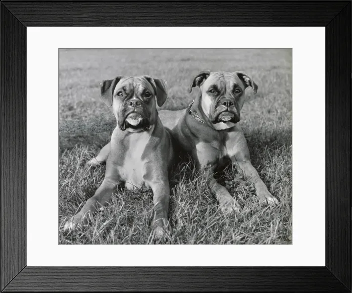 Framed Print : Two Boxer dogs lying on grass Date: 1950s Framed Print : Two Boxer dogs lying on grass Date: 1950s