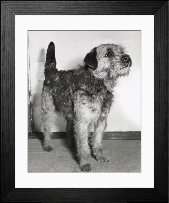 Framed Print : Border terrier dog looking up expectantly Date: 1950s Framed Print : Border terrier dog looking up expectantly Date: 1950s