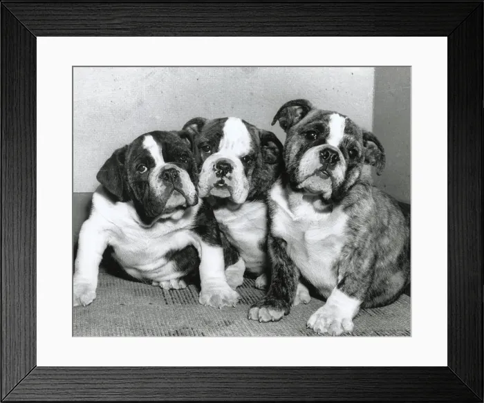 Framed Print : Three Boxer puppies Date: 1950s Framed Print : Three Boxer puppies Date: 1950s