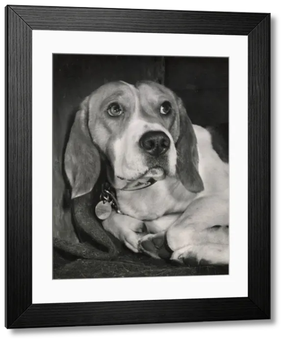 Framed Print : Beagle dog lying down Date: 1950s Framed Print : Beagle dog lying down Date: 1950s