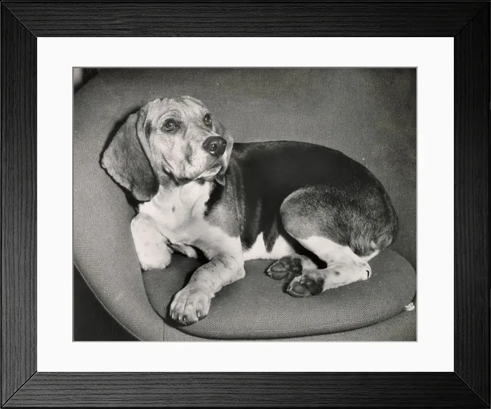 Framed Print : Beagle dog curled up in a chair Date: 1950s Framed Print : Beagle dog curled up in a chair Date: 1950s