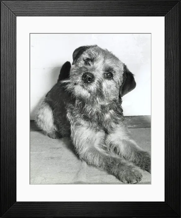 Framed Print : Border terrier dog lying down Date: 1950s Framed Print : Border terrier dog lying down Date: 1950s