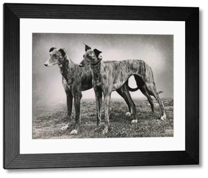 Framed Print : Two greyhound dogs standing on grass Date: 1950s Framed Print : Two greyhound dogs standing on grass Date: 1950s