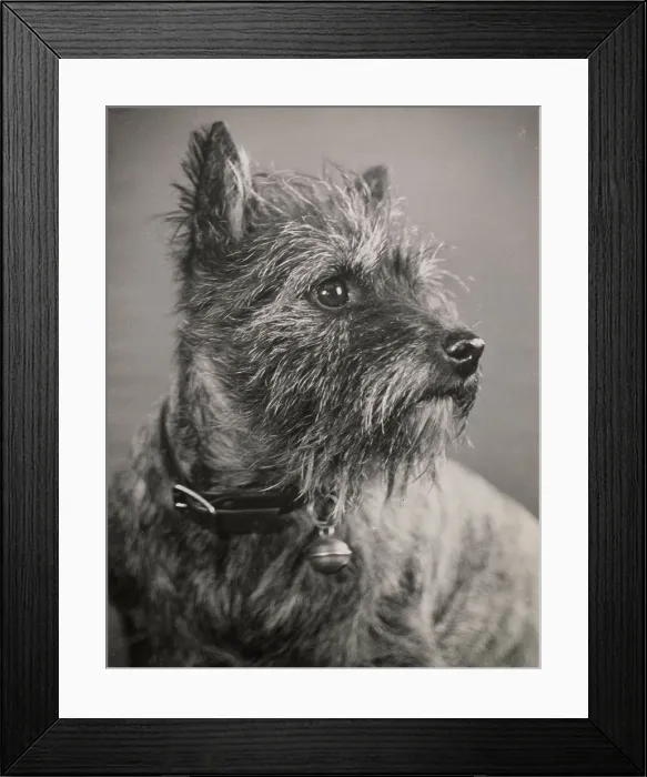 Framed Print : Cairn terrier dog with collar and bell Date: 1950s Framed Print : Cairn terrier dog with collar and bell Date: 1950s