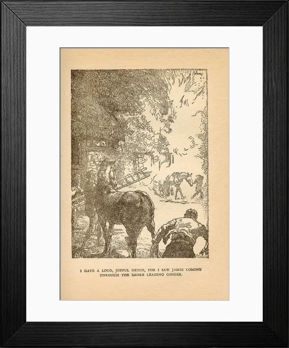 Framed Print : Black Beauty Framed Print : Black Beauty