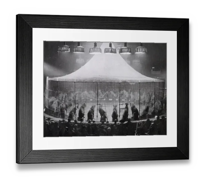 Framed Print : Exhibition at the Olympia Circus, with forty-five lions seated in a steel cage, with their trainer Captain Alfred. Date: 1926
