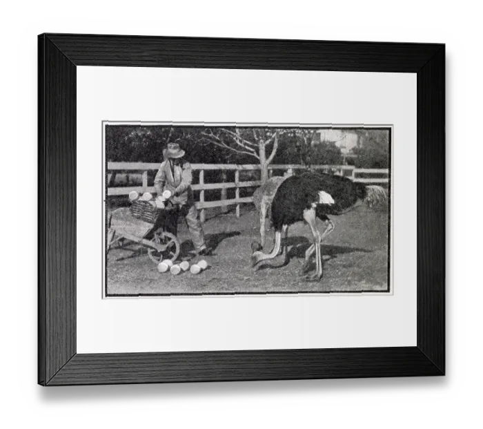 Framed Print : Collecting eggs, at a ostrich farm, in NIce France. Date: 1910 Framed Print : Collecting eggs, at a ostrich farm, in NIce France. Date: 1910