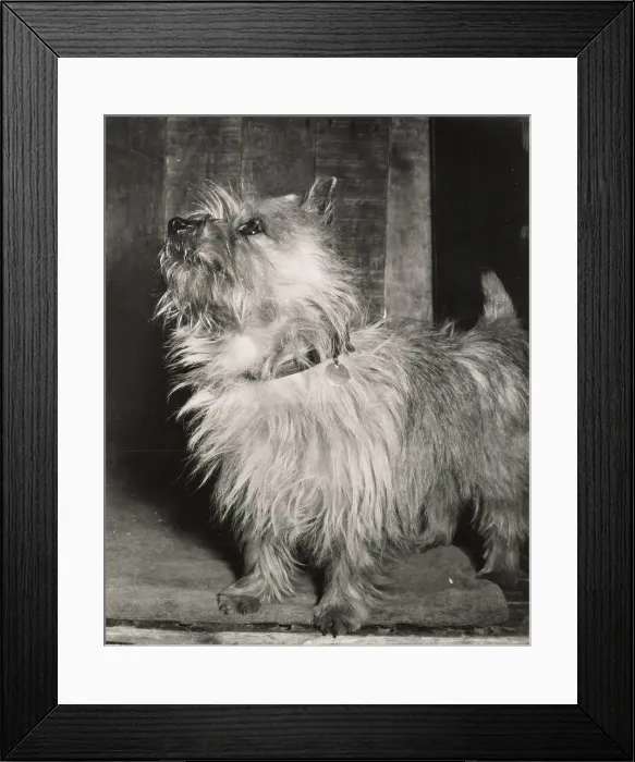 Framed Print : Cairn terrier dog with collar and ID tag Date: 1950s Framed Print : Cairn terrier dog with collar and ID tag Date: 1950s