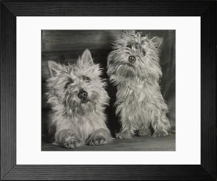 Framed Print : Two Cairn terrier dogs Date: 1950s Framed Print : Two Cairn terrier dogs Date: 1950s