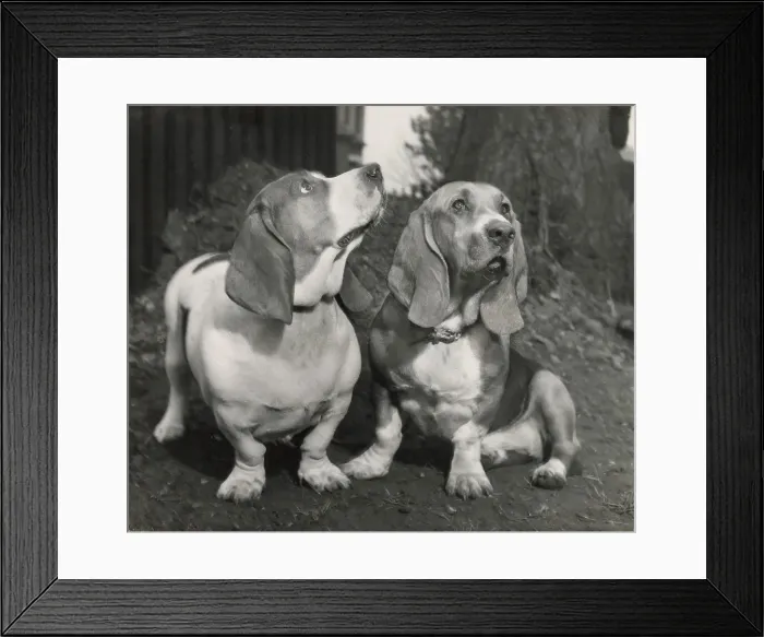 Framed Print : Two Basset hounds Date: 1950s Framed Print : Two Basset hounds Date: 1950s
