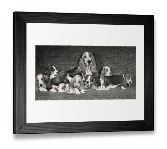 Framed Print : Basset hound mother with seven puppies Date: 1950s Framed Print : Basset hound mother with seven puppies Date: 1950s
