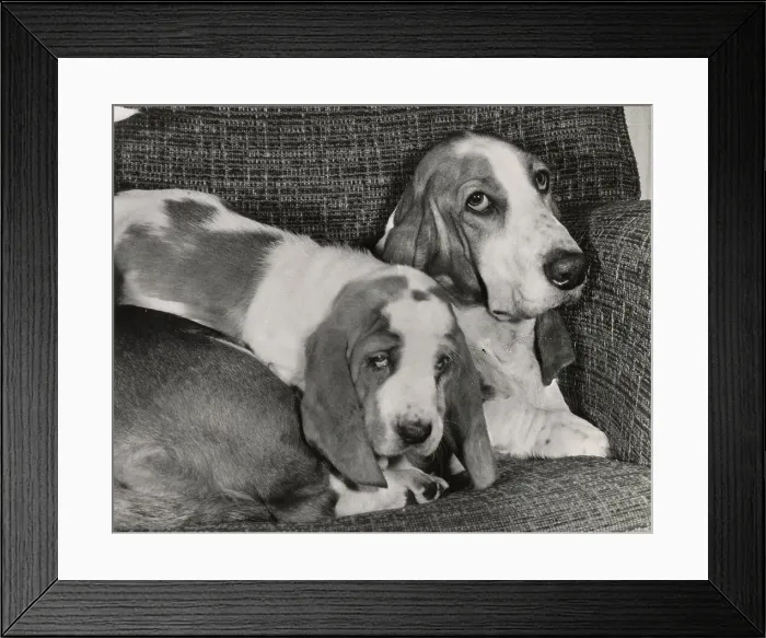 Framed Print : Two Basset hounds in a chair Date: 1950s Framed Print : Two Basset hounds in a chair Date: 1950s