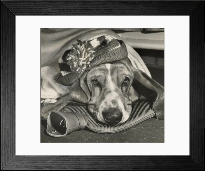 Framed Print : Basset hound with woolly hat and hot water bottle Date: 1950s Framed Print : Basset hound with woolly hat and hot water bottle Date: 1950s