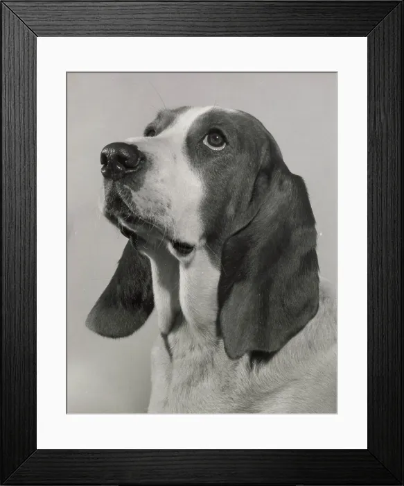 Framed Print : Basset hound looking up Date: 1950s Framed Print : Basset hound looking up Date: 1950s