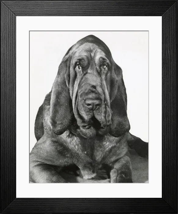 Framed Print : Bloodhound dog Date: 1950s Framed Print : Bloodhound dog Date: 1950s