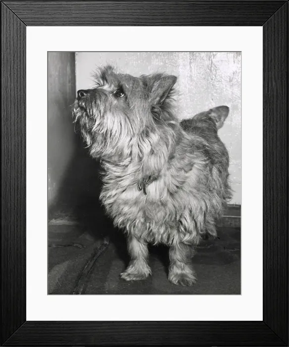 Framed Print : Cairn terrier dog looking up Date: 1950s Framed Print : Cairn terrier dog looking up Date: 1950s