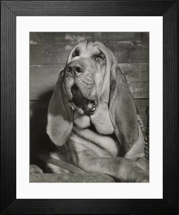 Framed Print : Bloodhound dog looking sleepy Date: 1950s Framed Print : Bloodhound dog looking sleepy Date: 1950s