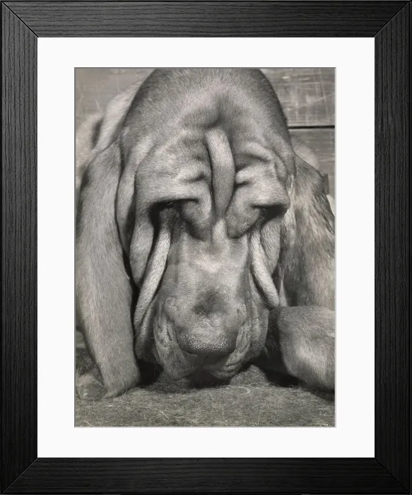 Framed Print : Bloodhound dog looking sleepy Date: 1950s Framed Print : Bloodhound dog looking sleepy Date: 1950s