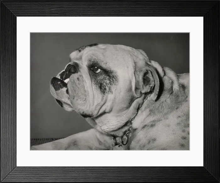 Framed Print : Bulldog in profile Date: 1950s Framed Print : Bulldog in profile Date: 1950s