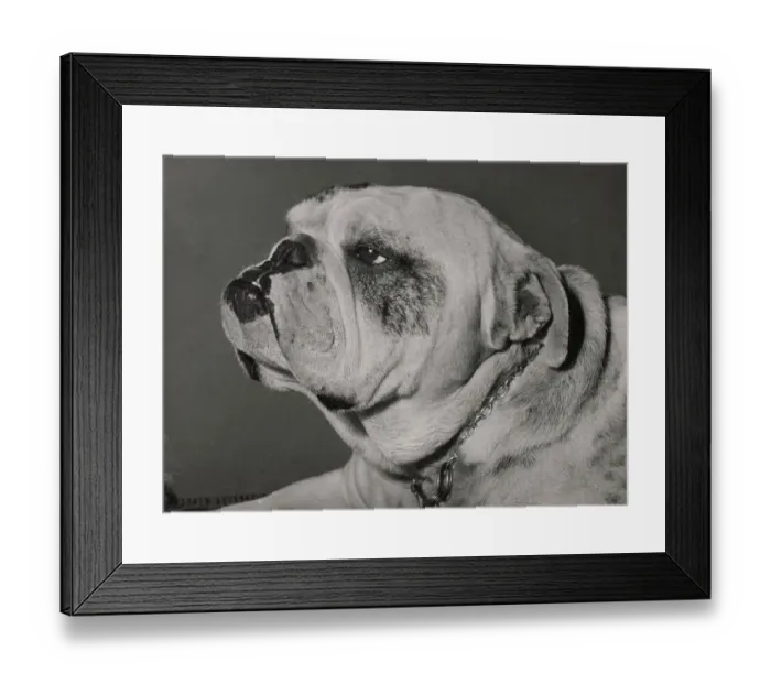 Framed Print : Bulldog in profile Date: 1950s Framed Print : Bulldog in profile Date: 1950s