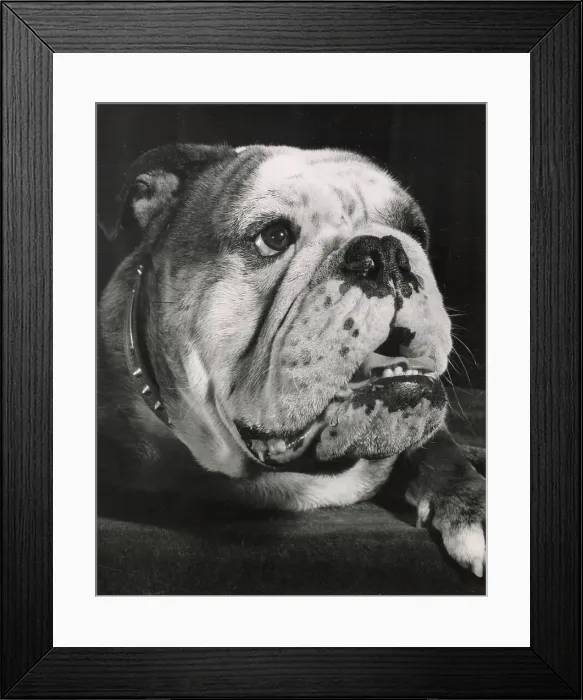 Framed Print : Bulldog in closeup Date: 1950s Framed Print : Bulldog in closeup Date: 1950s