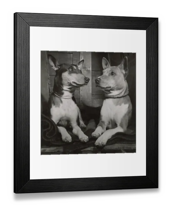 Framed Print : Two Basenji dogs Date: 1950s Framed Print : Two Basenji dogs Date: 1950s