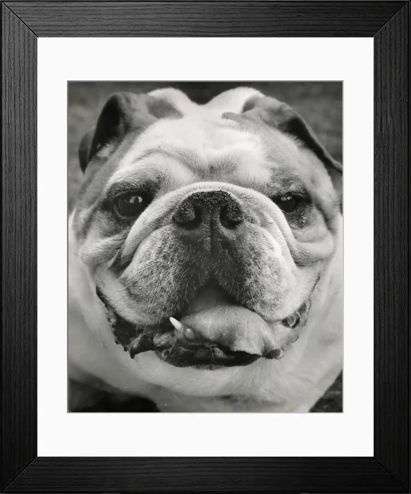 Framed Print : Bulldog in closeup Date: 1950s Framed Print : Bulldog in closeup Date: 1950s