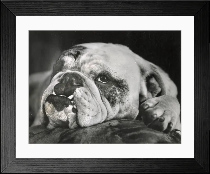 Framed Print : Bulldog resting its head Date: 1950s Framed Print : Bulldog resting its head Date: 1950s