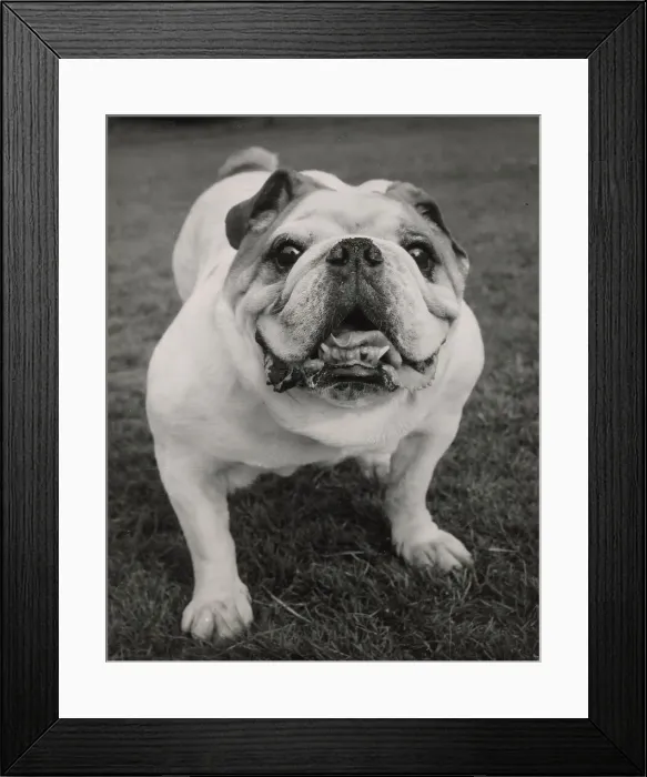 Framed Print : Bulldog standing Date: 1950s Framed Print : Bulldog standing Date: 1950s