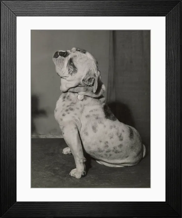 Framed Print : Bulldog sitting in profile Date: 1950s Framed Print : Bulldog sitting in profile Date: 1950s