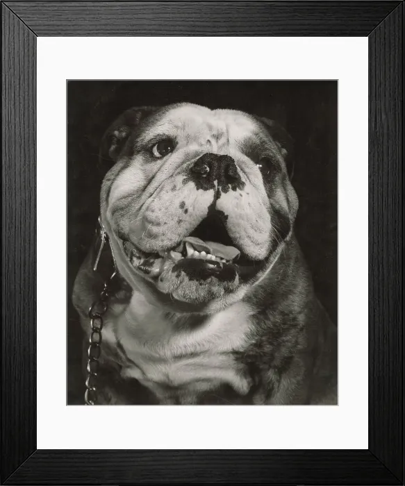 Framed Print : Bulldog in closeup Date: 1950s Framed Print : Bulldog in closeup Date: 1950s