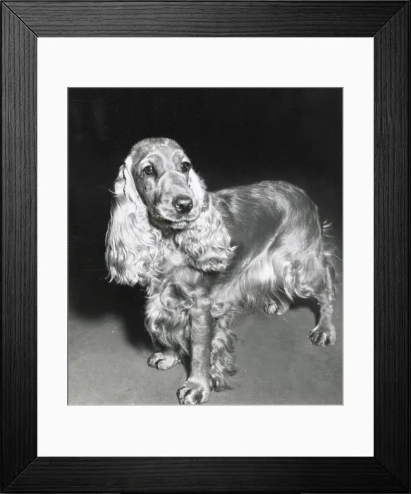 Framed Print : Cocker spaniel dog Date: 1950s