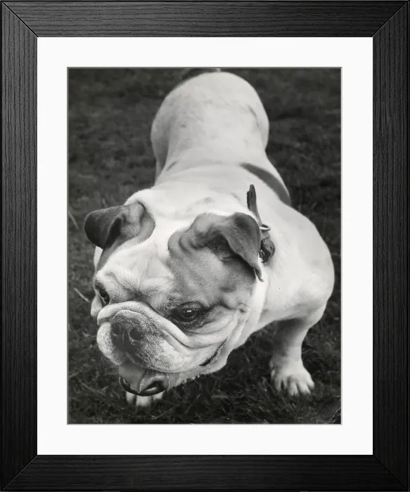 Framed Print : Bulldog viewed from above Date: 1950s Framed Print : Bulldog viewed from above Date: 1950s