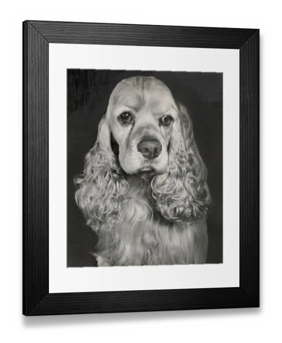 Framed Print : Cocker spaniel dog Date: 1950s