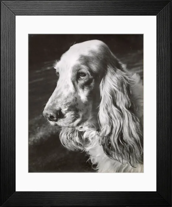 Framed Print : Cocker spaniel dog in profile Date: 1950s Framed Print : Cocker spaniel dog in profile Date: 1950s