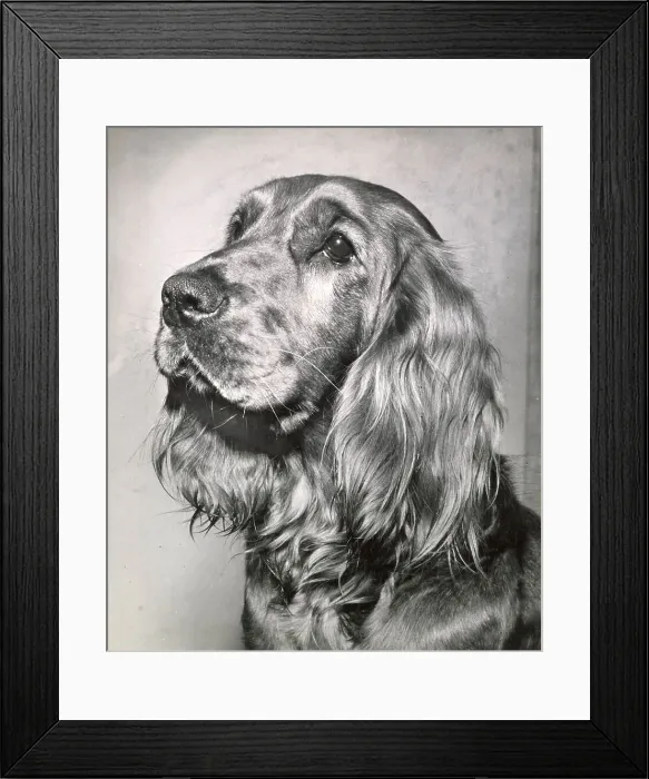 Framed Print : Cocker spaniel dog in profile Date: 1950s Framed Print : Cocker spaniel dog in profile Date: 1950s