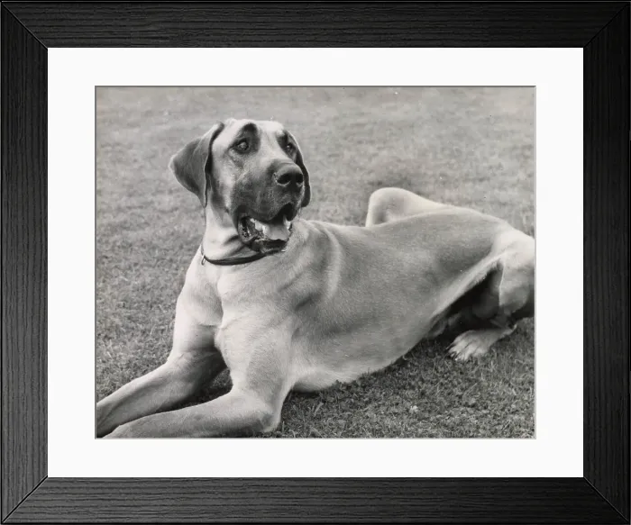 Framed Print : Great Dane dog lying on grass Date: 1950s Framed Print : Great Dane dog lying on grass Date: 1950s