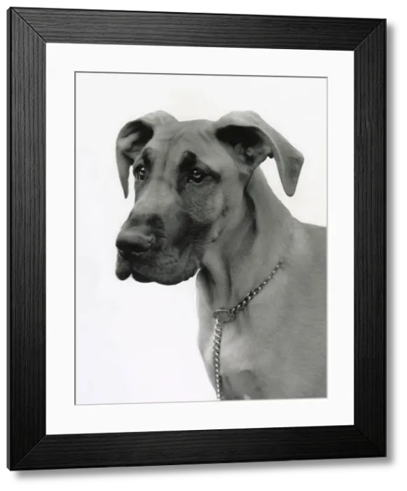 Framed Print : Great Dane dog with chain collar Date: 1950s Framed Print : Great Dane dog with chain collar Date: 1950s