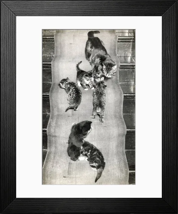 Framed Print : Mother cat and six kittens on the stairs Date: 1950s Framed Print : Mother cat and six kittens on the stairs Date: 1950s