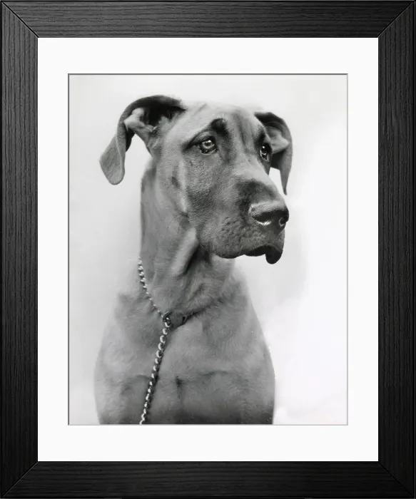 Framed Print : Great Dane dog with chain collar Date: 1950s Framed Print : Great Dane dog with chain collar Date: 1950s