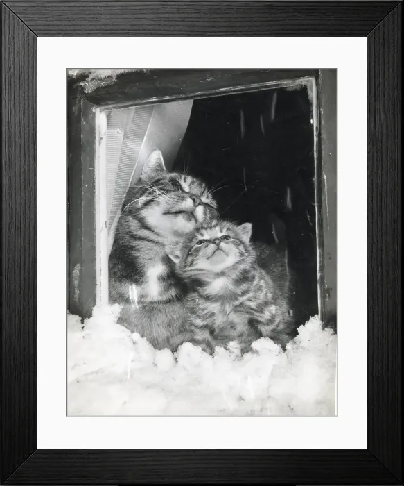 Framed Print : Tabby cat and kitten look through a window at the snow Date: 1950s Framed Print : Tabby cat and kitten look through a window at the snow Date: 1950s