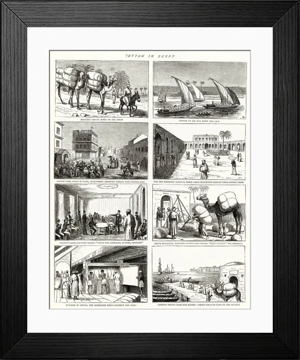 Framed Print : Cotton in Egypt Framed Print : Cotton in Egypt