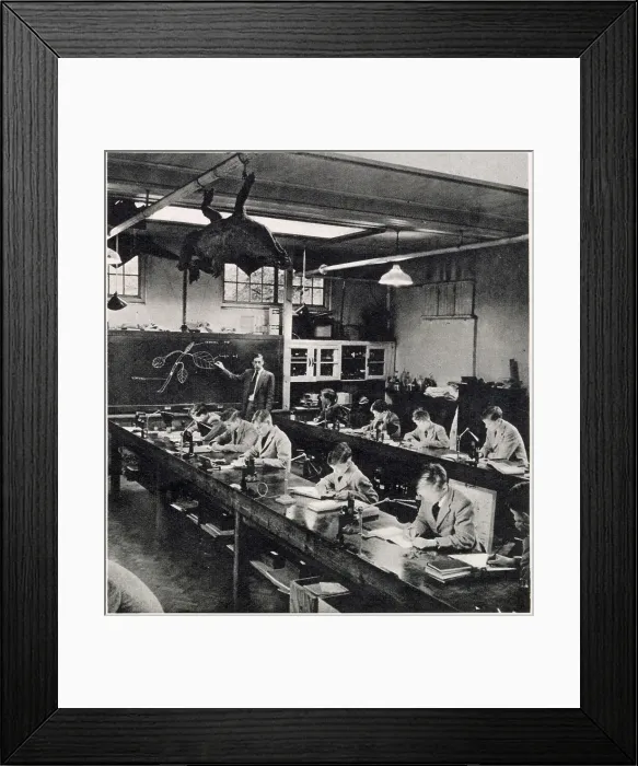 Framed Print : Drawing an oak leaf - a task for beginners in a biology class taught by Mr. Gilley. Date: 1959 Framed Print : Drawing an oak leaf - a task for beginners in a biology class taught by Mr. Gilley. Date: 1959