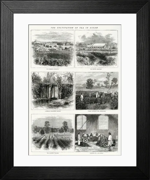 Framed Print : The cultivation of tea in Assam, India. Images show the tea gardens of Cheridao, a tea house in Manzingah, a bridge, Massingor district, women plucking tea in Mackeepore, tea gardens at Galakee and inside a tea house. Date: 1875 Framed Print : The cultivation of tea in Assam, India. Images show the tea gardens of Cheridao, a tea house in Manzingah, a bridge, Massingor district, women plucking tea in Mackeepore, tea gardens at Galakee and inside a tea house. Date: 1875