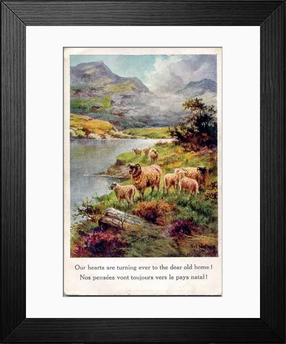 Framed Print : Postcard, Waterside scene with sheep Date: early 20th century Framed Print : Postcard, Waterside scene with sheep Date: early 20th century