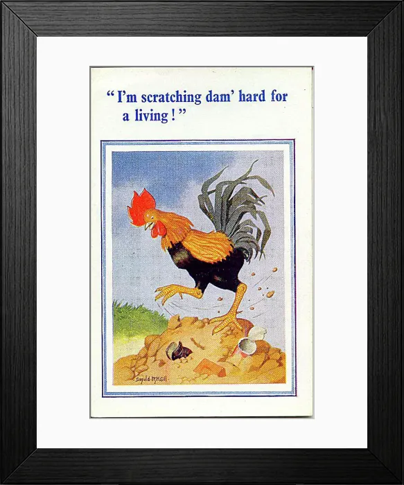 : Comic postcard, Cockerel scratching for a living Date: 20th century : Comic postcard, Cockerel scratching for a living Date: 20th century