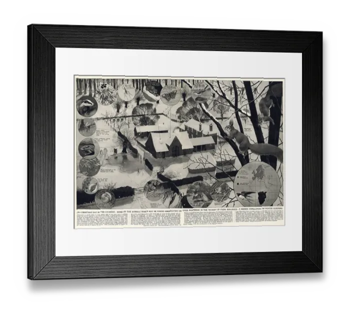 Framed Print : On Christmas Day in the country - some of the animals which might be found hibernating or over-wintering in the vicinity of farm buildings - a hidden population of winter sleepers. Wildlife found in Britain in the countryside during winter in 1952 Framed Print : On Christmas Day in the country - some of the animals which might be found hibernating or over-wintering in the vicinity of farm buildings - a hidden population of winter sleepers. Wildlife found in Britain in the countryside during winter in 1952