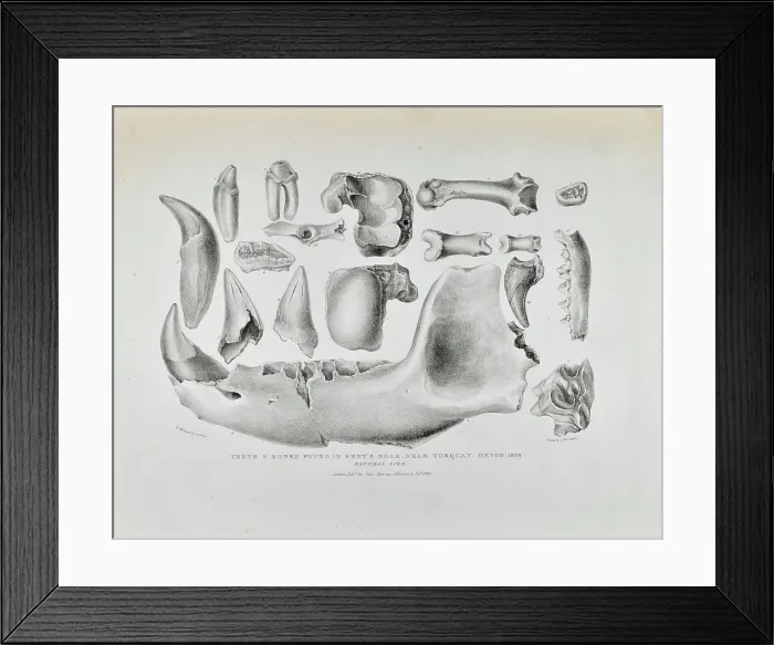 Framed Print : Teeth and bones from Kent's Cavern Framed Print : Teeth and bones from Kent's Cavern