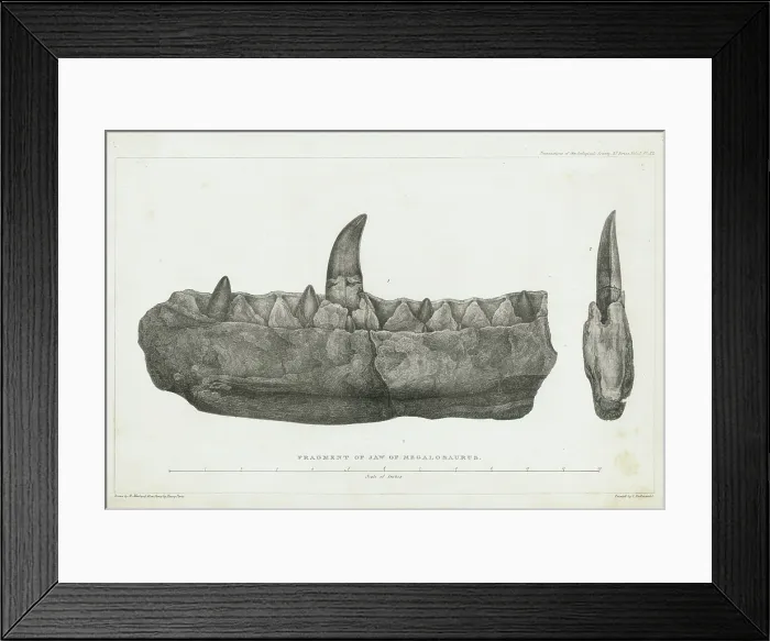 Framed Print : Fragment of jaw of Megalosaurus Framed Print : Fragment of jaw of Megalosaurus